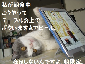 cat-cafe (3).jpg